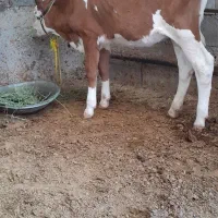 گاو وگوساله