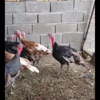 فروش ۷تا بوقلمون و ۷تا اردک