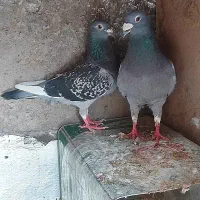 کفتر پلاکی