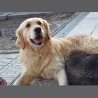سگ گلدن رتریور
