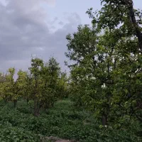 ۱۴۰۰ مترباغ گلابی بادرختان بزرگ واستخر آبیاری
