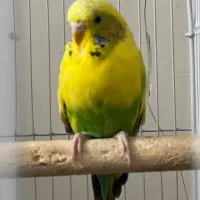 مرغ عشق