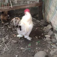 خروس زیبا ،برهما