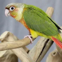 گمشده گرینچینک