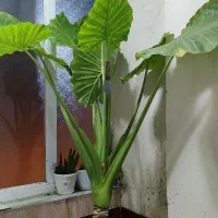 گل بابا ادم