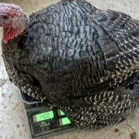 جوجه بوقلمون، جوجه مرغ مرندی و سلطان
