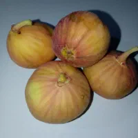 انجیر تازه