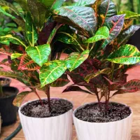 گل و گیاه اپارتمانی