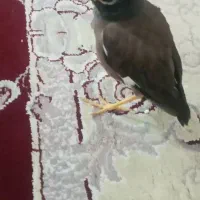 مرغ مینا