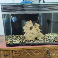 آکواریوم شیشه خم