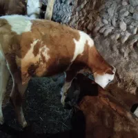 حیوانات گاو گوساله