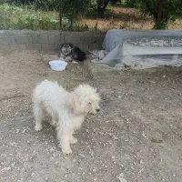 سگ نژاد شیتزو با شناسنامه