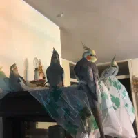 تخم عروس هلندی