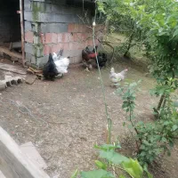 مرغ وخروس ر برهما