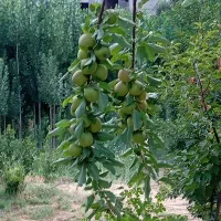 سیب سبز ابدار ترش بامزه