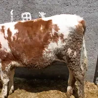 گوساله سیمنتال