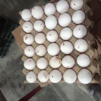 تخم ترک خورده