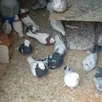 ۲۲ عدد کبوتر و طوقی