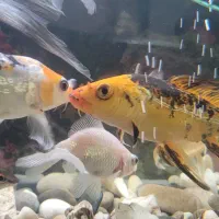 ماهی کوی باله بلند