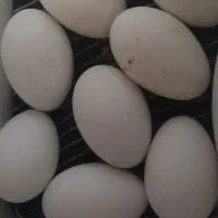 تخم بت تازه ضمانتی