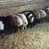 ۱۶راس بره