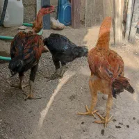مرغ جوان