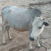 فروش گاو