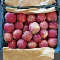 سیب درختی قرمز