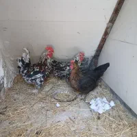 مرغ وخروس اصیل محلی