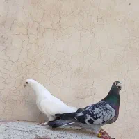 جفت پلاکی