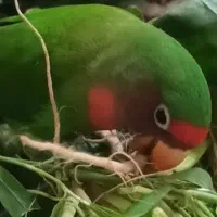 کوتوله گمشده