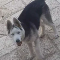 هاسکی ماده چشم ابی