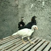 جوجه لاری افغان اصیل