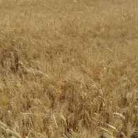 فروش گندم آبی