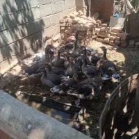 غاز نر و ماده