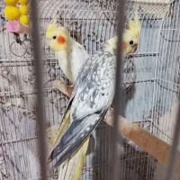 جفت عروس هلندی سالم و هیکل