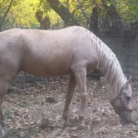 مادیون ترکمن  سمند یال و دم شسته