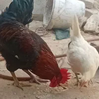 مرغ و خروس محلی
