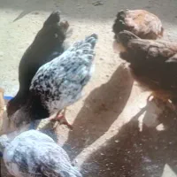 جوجه مرغ و خروس