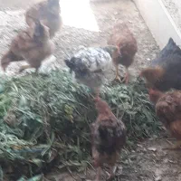 نمیچه ۳ ماهه رسمی، واکسن‌خورده و با‌کیفیت