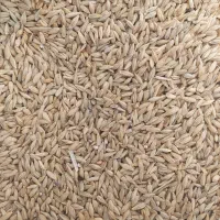 جو محلی درجه یک
