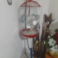 قفس پرنده