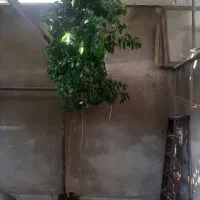 گل بنجامین ۴متری مناسبه پذیرای ویلا