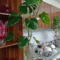 گل خانگی|گل و گیاه طبیعی|سلماس, |دیوار