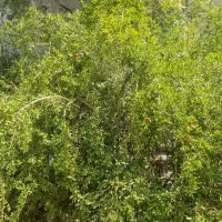 باغ-جوپار