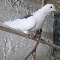 دوکت پشدار