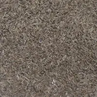 زیره سبز خراسان امساله کشت دیم