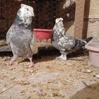 کبوتر پُر اصفهانی ..