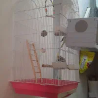 عروس هلندی
