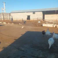 فروش  بوقلمون سفید  گوشتی|حیوانات مزرعه|فیروزآباد (لرستان), |دیوار